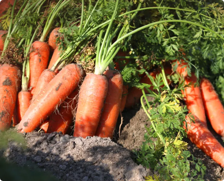 エルザ/にんじん