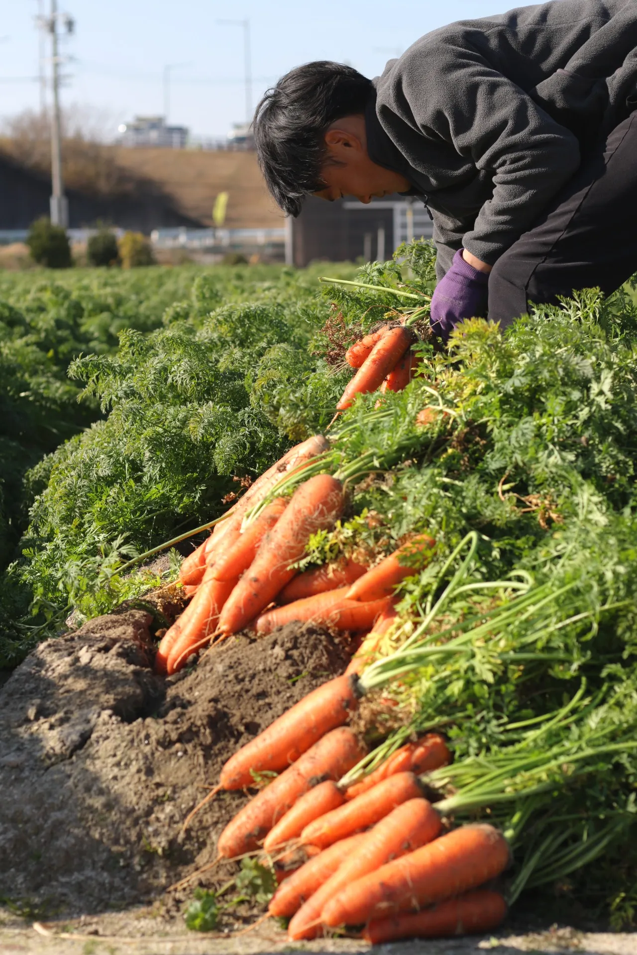 【ふるさと納税】野菜ソムリエサミット金賞の人参をご紹介します！