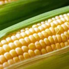 杉中園芸について