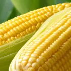 トウモロコシ